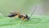 Campopleginae inconnu